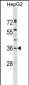 ERP27 Antibody (C-term)